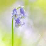 Hyacinthoides non-a