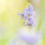 Hyacinthoides non-a