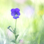 Viola lutea