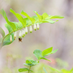 Poligonatum odoratum