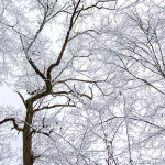 Complètement givré