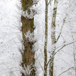 Balai de sorcière givré