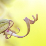 Hymatoglossum hircinum