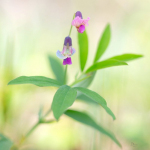 Lathyrus vernus