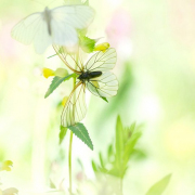 Papillons