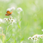 Lycaena phlaeas