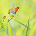 Lycaena dispar 