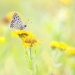 Lycaena tityrus