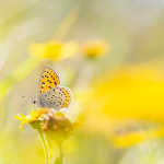 Lycaena tityrus