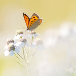 Lycaena phlaeas