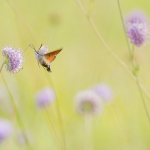 Macroglossum stellatarum