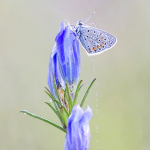 Polyommatus icarus