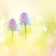 Les Orchidées