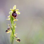 Ophrys marzuola