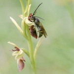 Argogorytes mystaceus sur Ophrys insectifera