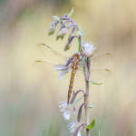 Epipactis palustris