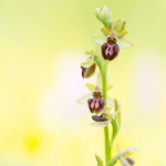 Ophrys sphegodes