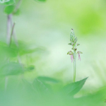 Orchis antropophora