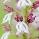 Orchis purpurea
