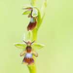 Ophrys insectifera