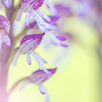 Orchis purpurea x Orchis militaris