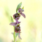 Ophrys sphegodes x Ophrys fuciflora