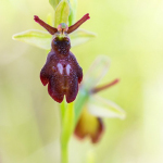 Ophrys insectifera x Ophrys fuciflora