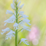 Orchis militaris