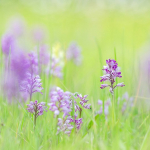 Orchis militaris