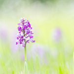 Orchis militaris