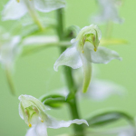 Platanthera chlorantha
