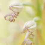 Hymantoglossum hircinum