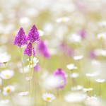 Anacamptis pyramidalis