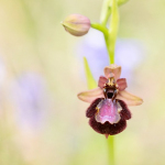 Ophrys drumana x Ophrys speculum