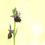 Ophrys insectifera x Ophrys fuciflora