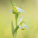 Ophrys apifera albiflore