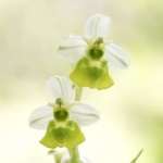 Ophrys fuciflora chlorantha