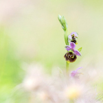 Ophrys fuciflora