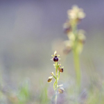 Ophrys marzuola
