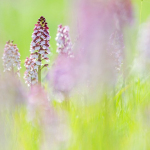 Orchis purpurea