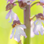 Orchis purpurea