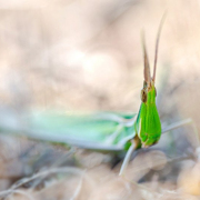 Insectes