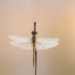 Sympetrum striolatum