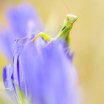 Mantis religiosa