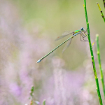 Lestes virens