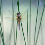 Libellula fulva