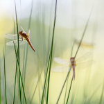 Libellula fulva