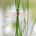 Brachytron pratense