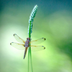 Libellula fulva