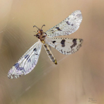 Palpares libelluloides